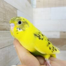 超ホヤホヤ最新画像☆セキセイインコのハルクイン(羽切りしてます)きましたー♥️