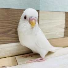 キレイな真っ白です！セキセイインコのヒナのアルビノカラー！