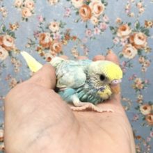 セキセイインコ(パステルレインボースパングル)  2021年9月生まれ
