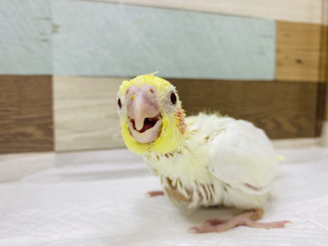 オカメインコ