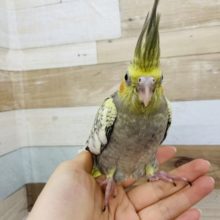 超ホヤホヤ最新画像♪食べるの大好き♥オカメインコヒナ(パール)