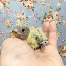 小桜インコ(オパーリン)  2021年9月生まれ