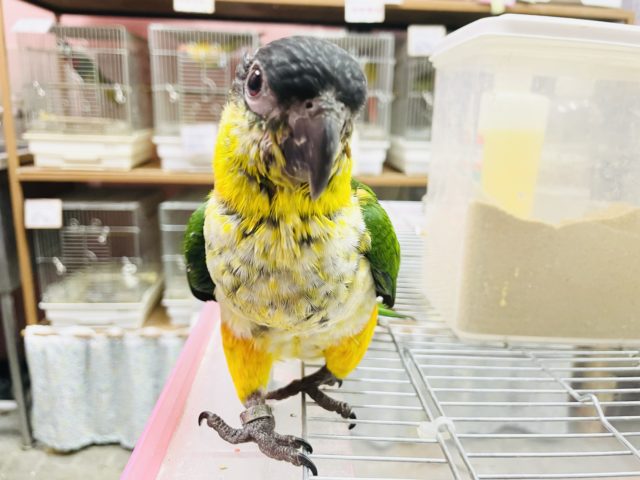 超ホヤホヤ最新画像☆すぐゴロ〜ンとお腹出す！？甘え上手なズグロシロハラインコ！！