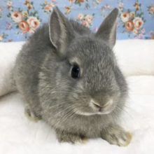 ネザーランドドワーフラビット(グレー系)女の子　2021月9月生まれ
