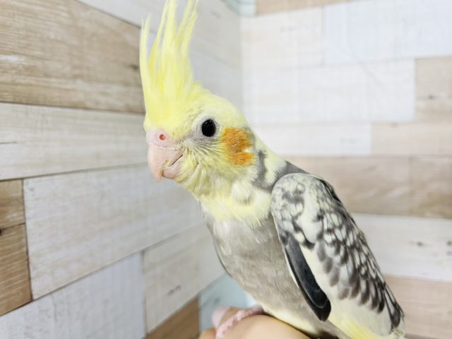 オカメインコ