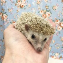 ハリネズミ(シナモン) 女の子　2021年8月生まれ