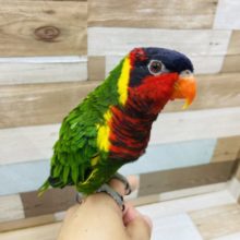 おしゃべり大好き！ズグロゴシキセイガイインコ