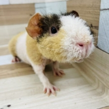 超ホヤホヤ最新画像☆皆さん…豚ではありません♡スキニーギニアピッグ(ウェアウルフ)