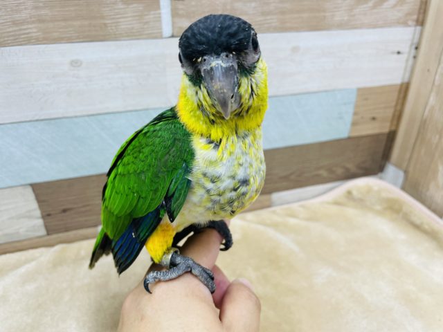 ズグロシロハラインコ