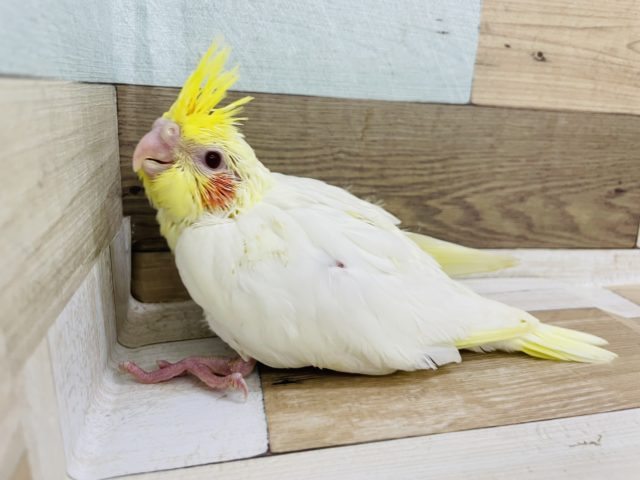 オカメインコ