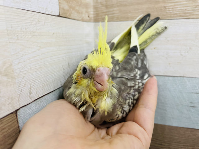 オカメインコ