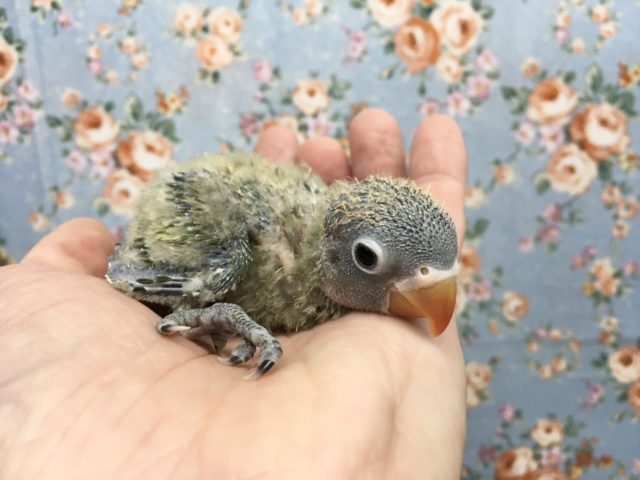 キエリクロボタンインコ