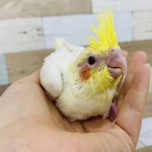 怖がりの赤ちゃん♪オカメインコヒナ(ルチノー)