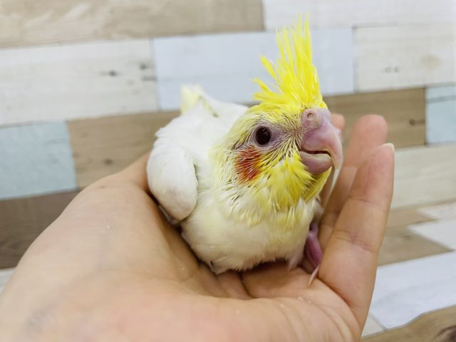 怖がりの赤ちゃん♪オカメインコヒナ(ルチノー)