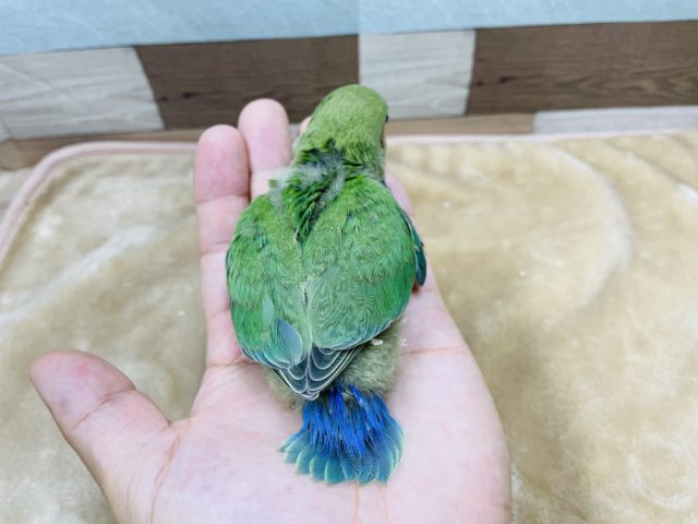 コザクラインコ（小桜インコ）