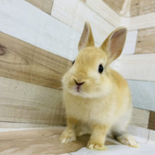 オレンジに見せかけて…？？ネザーランドドワーフ(トーティ)