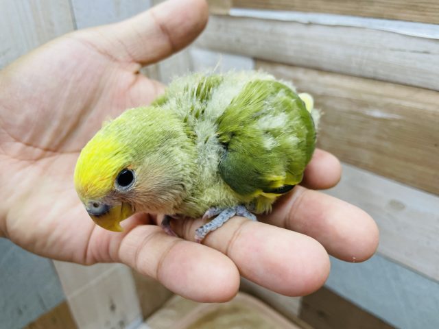 コザクラインコ（小桜インコ）