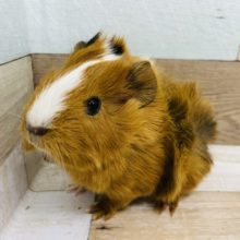 胸キュン要注意♥️巻き毛モルモットさん！