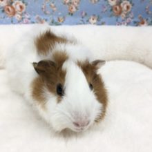 巻毛モルモット(白茶)女の子　2021年8月生まれ