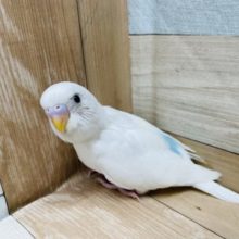 人気なインコさん！セキセイインコのヒナのダブルファクターカラー！