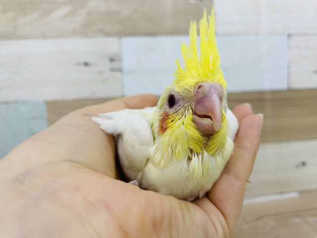 オカメインコ