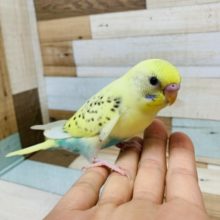 かなり個性的なカラーをしています！　セキセイインコ　クリームハルクイン