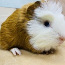 超ホヤホヤ最新画像！左右で表情が違う？！クレステッドモルモット