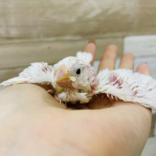お待たせいたしました〜！白文鳥ヒナ♪