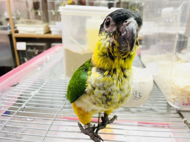 ズグロシロハラインコ