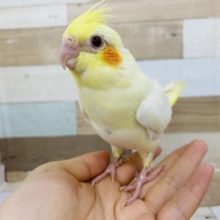 ほっぺが可愛すぎる♥オカメインコヒナ(ルチノー)