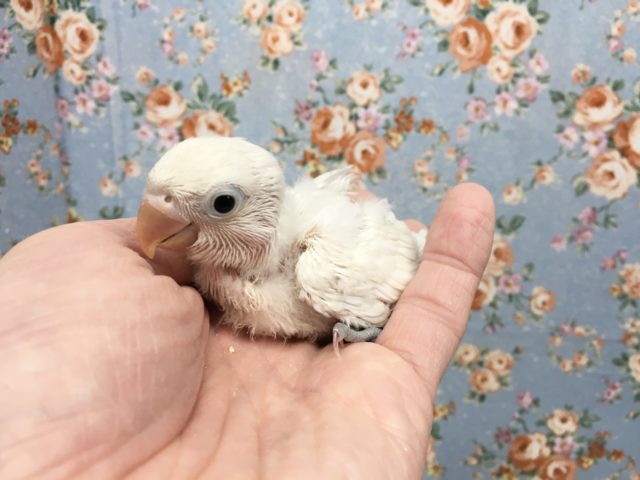 シロボタンインコ