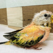 アキクサインコ 秋草インコ の販売一覧 東京からもほど近い 千葉県 神奈川県 埼玉県のペットショップ