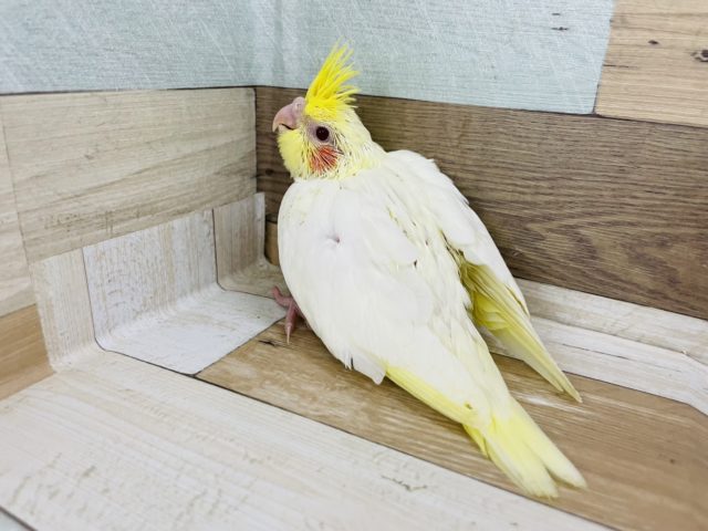 オカメインコ