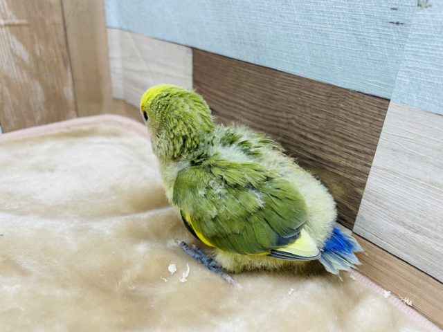 コザクラインコ（小桜インコ）