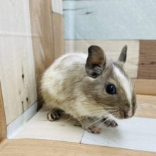 手に寄って来ます！デグーブルーパイドカラーの男の子！ふ