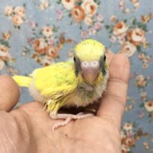 セキセイインコ(スパングルパイド)  2021年9月生まれ