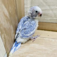 人気なインコさん！セキセイインコのヒナのライラックカラー！