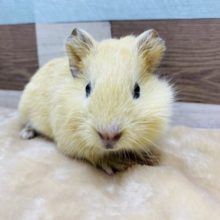 まだまだ手のひらサイズ！人気のイングリッシュモルモット