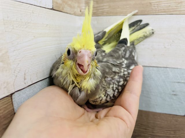 オカメインコ