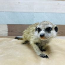 久々に入舎しました〜！ミーアキャットの男の子！！