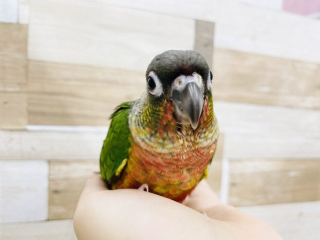 ワキコガネウロコインコ