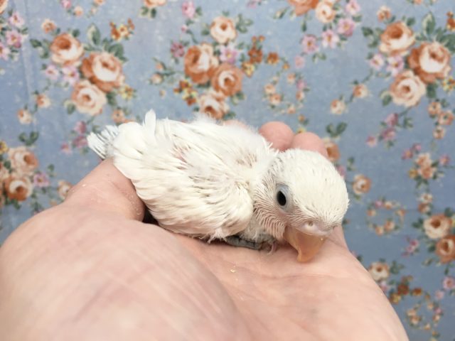 シロボタンインコ