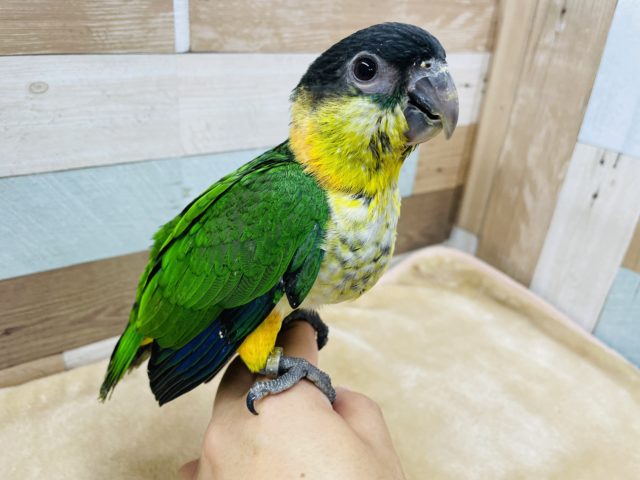 ズグロシロハラインコ