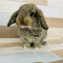 モッフモフの天使♡ロップイヤー(チェスナット)