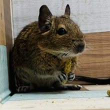好奇心旺盛！ノーマル(アグーチ)デグーちゃん♡