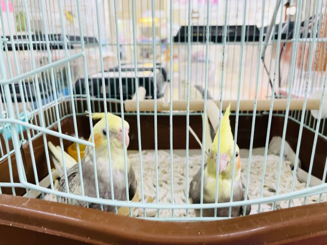 オカメインコ