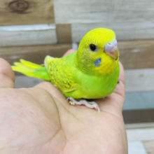 人気なインコさん！セキセイインコのヒナのスパングルカラー！