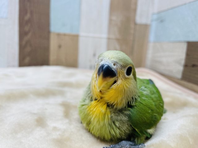 オレンジカラーの可愛いお顔！コザクラインコのヒナのオレンジフェイス！