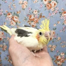オカメインコ(パイド)  2021年9月生まれ