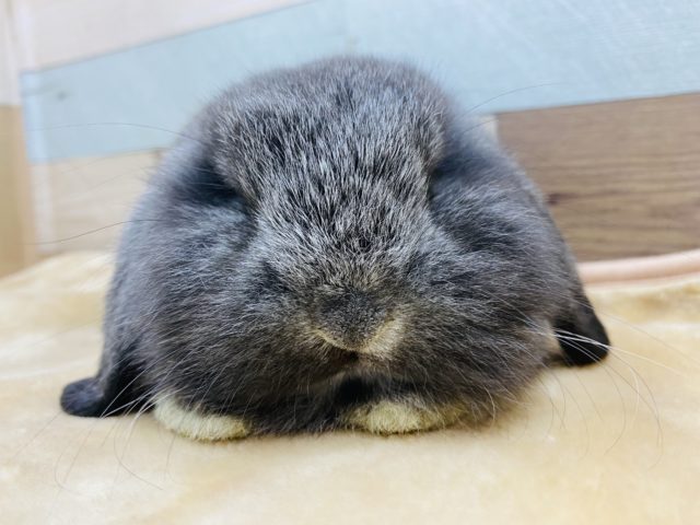 のんびり〜ゆったりさん♪ロップイヤーラビット